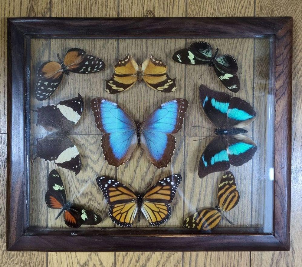 蝶標本 フレーム付き 多様な種類 楽天市場】【宅配便送料無料】昆虫の標本 蝶の標本 14匹セット