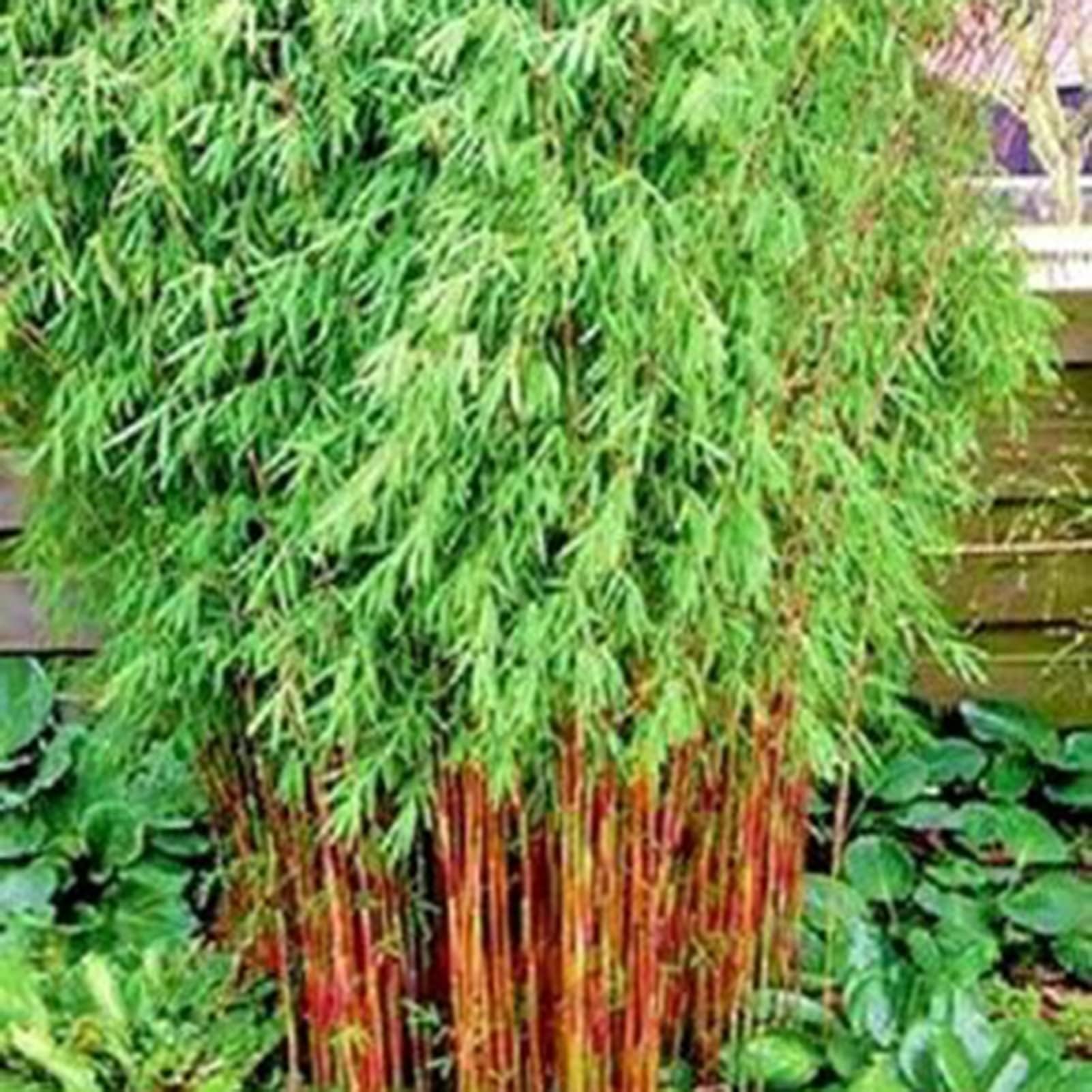 Bambù Gigante – 10 Semi – Giant Bamboo Phyllostachys Edulis Seeds Rare Alta Qualita Semi Selezionati - Foto 4
