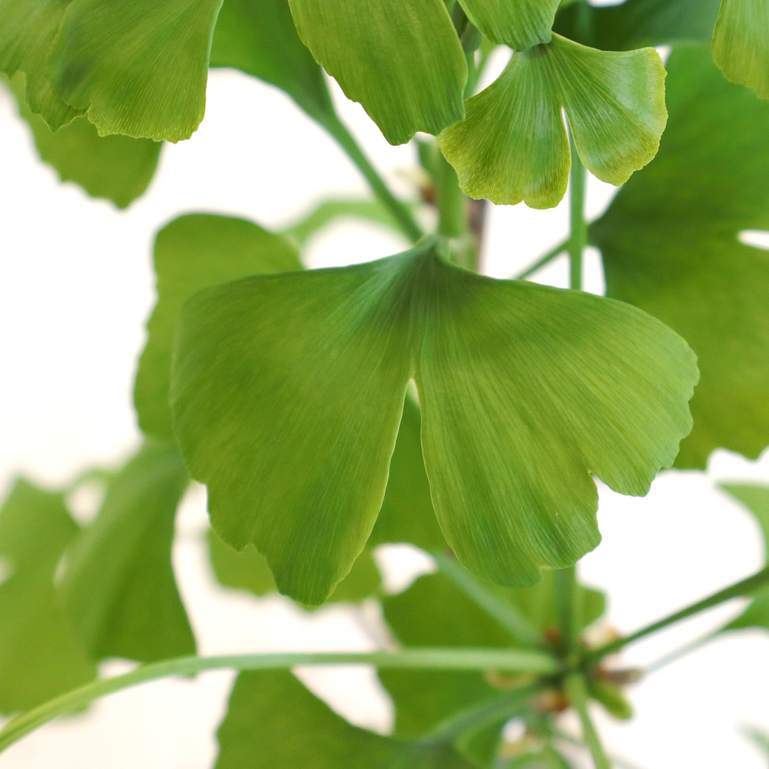 KENTIS - Bonsai di Ginkgo Biloba - Piante Vere da Esterno Ornamentali Resistenti - Giardino Balcone Terrazzo - H 28/42 cm Vaso in Ceramica 19 cm
