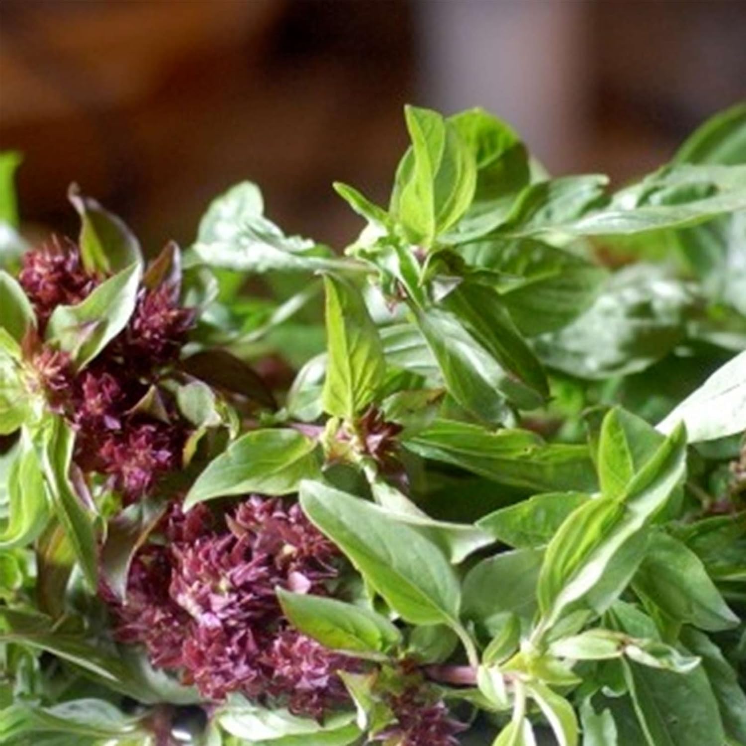 Licorice (Anise) Basil Herb Garden Seeds - 4 Oz - Non-GMO, Heirloom - Culinary Gardening Seeds - Ocimum basilicum