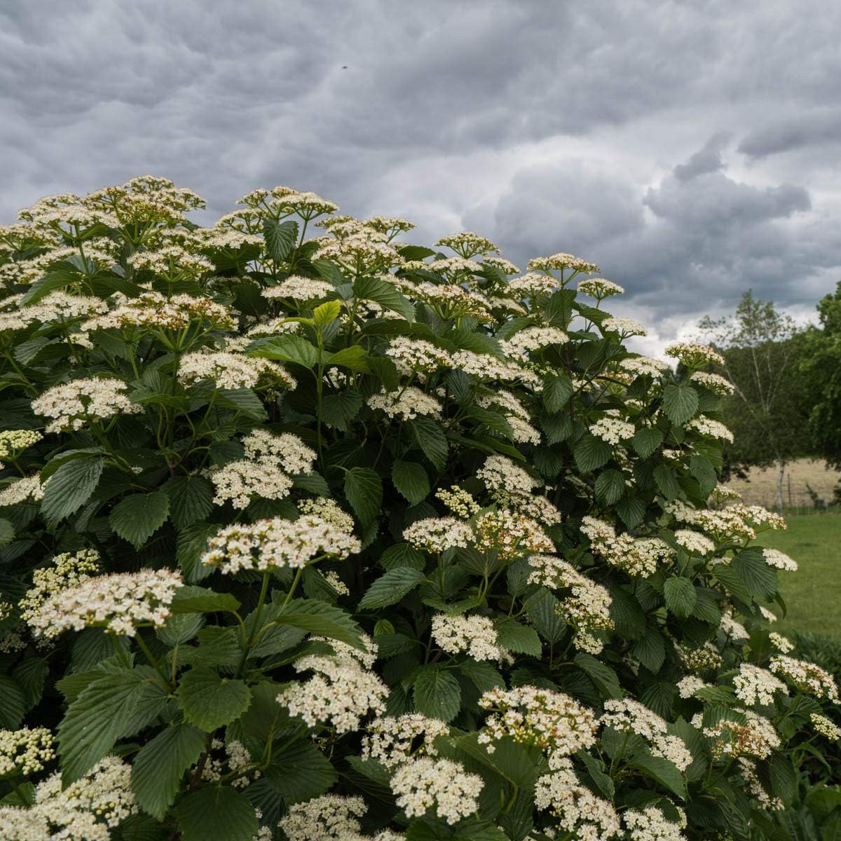 Direct Gardening Autumn Jazz Viburnum Starter Hedge Kit Dormant Bare Root White Flowering Starter Shrubs 3 Pk