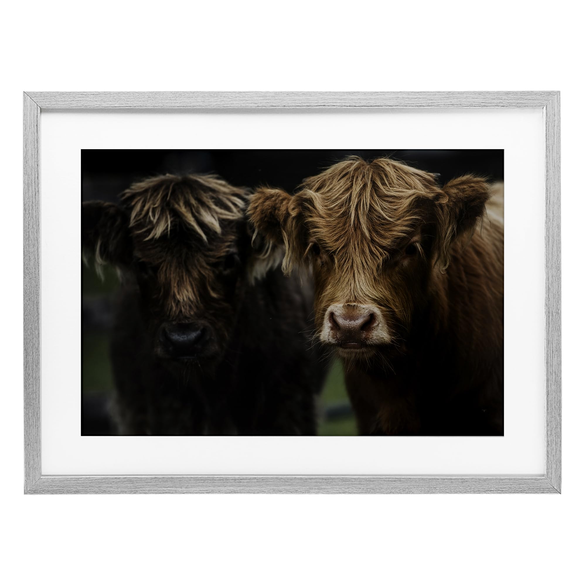 Stupell Industries Cow Faces Highland Pair Black Framed Print Under Glass, design by Amy Carroll, 17 x 23