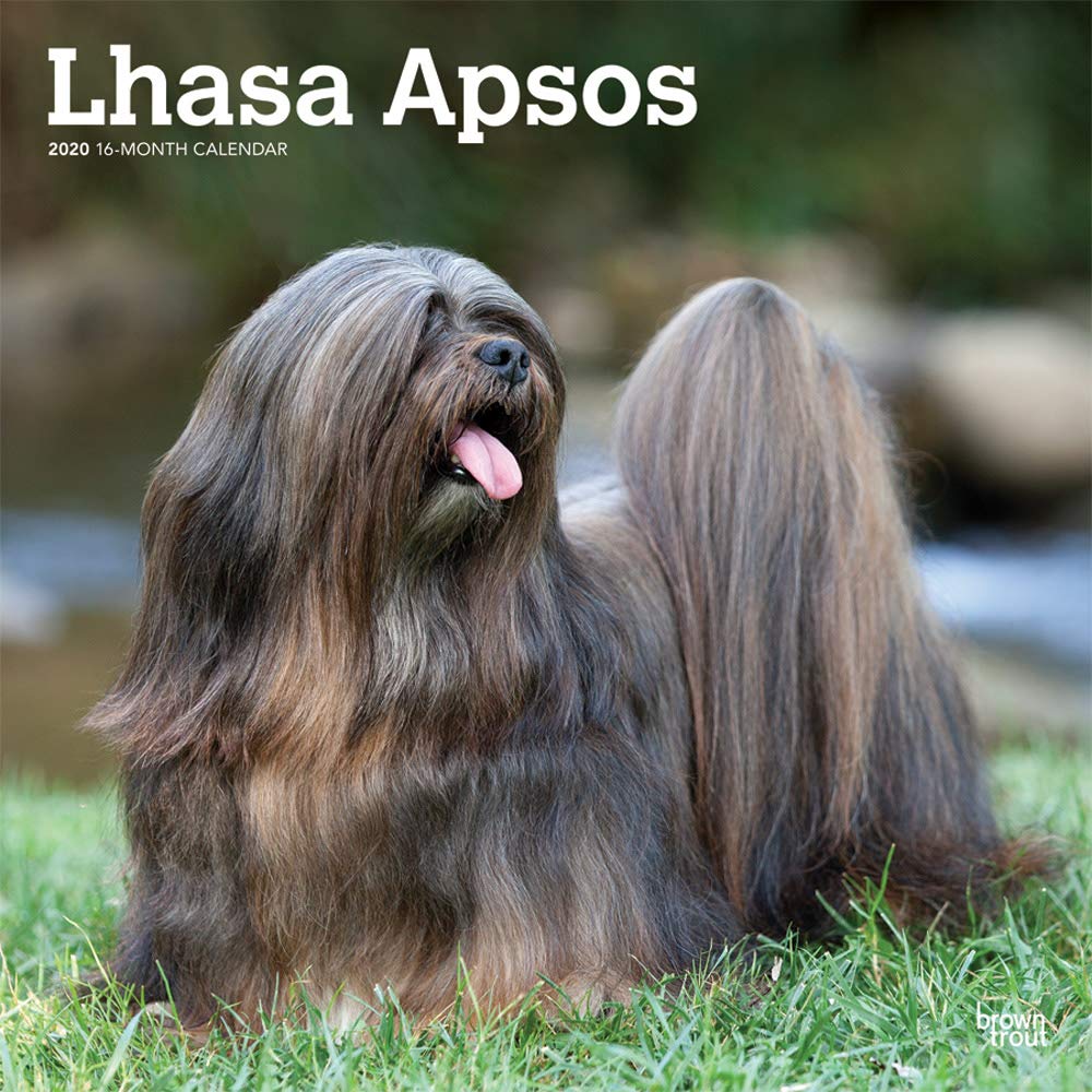 Are Lhasa Apsos Good Guard Dogs