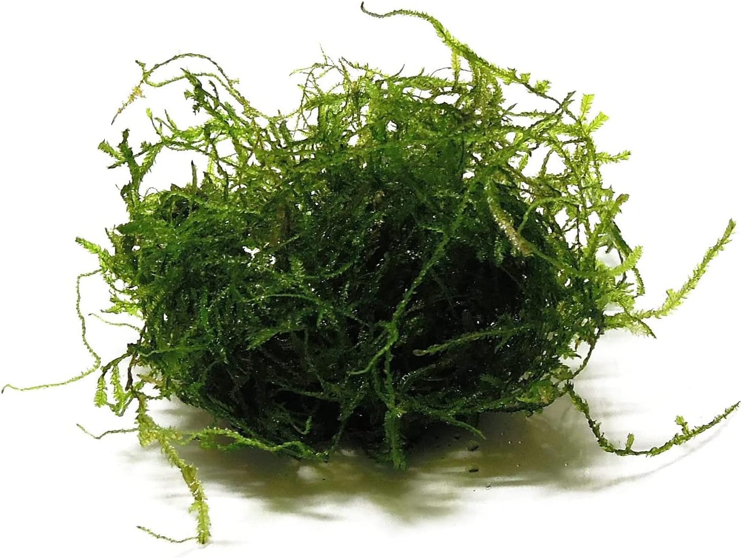 Java Moss Taxiphyllum Barbieri Portion