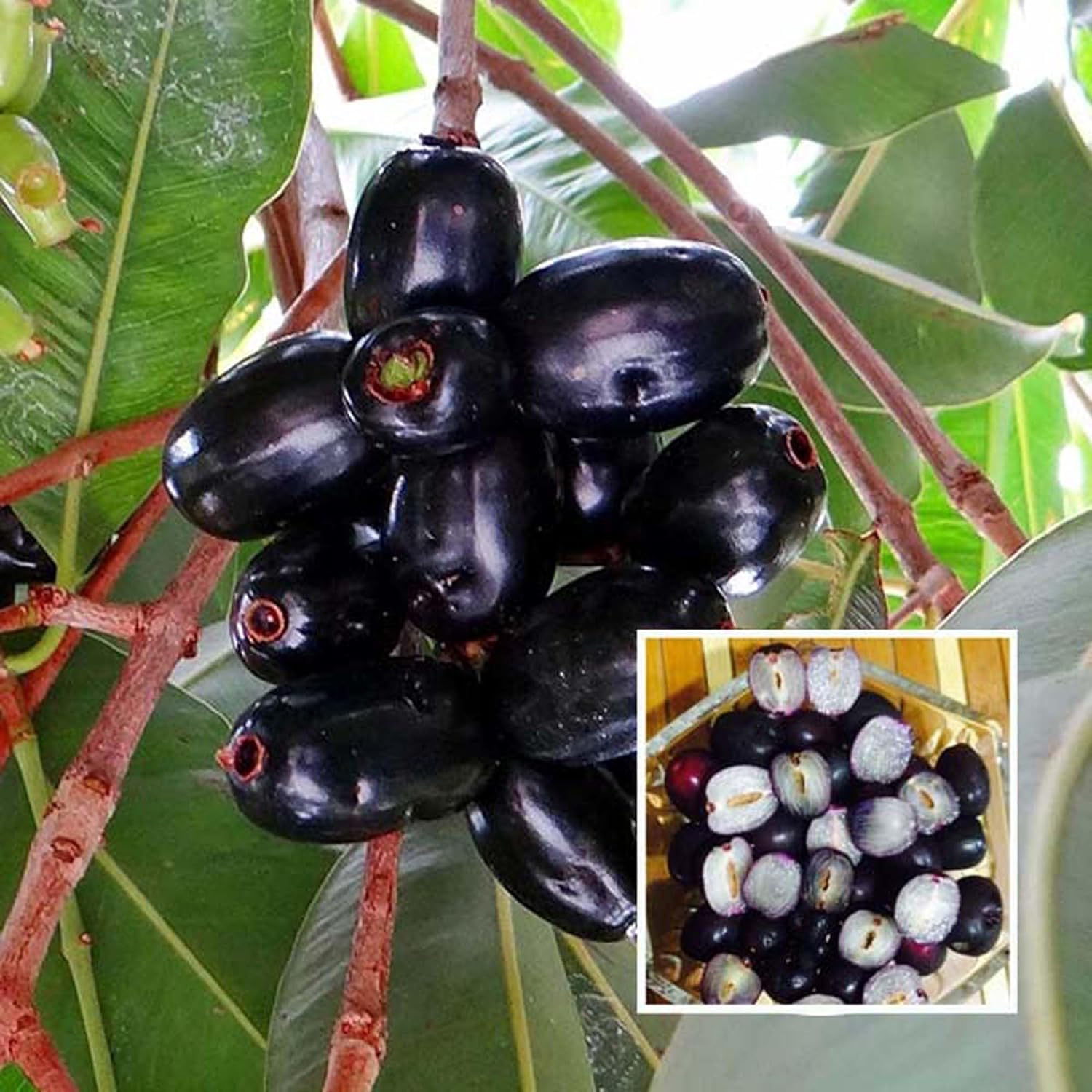 HAPING Seedless Black Jamun Jambolan Jam Grafted Fruit Live Plant (1.5-3 Feet Height) (B0D5VSMVMN) Amazon Price History, Amazon Price Tracker