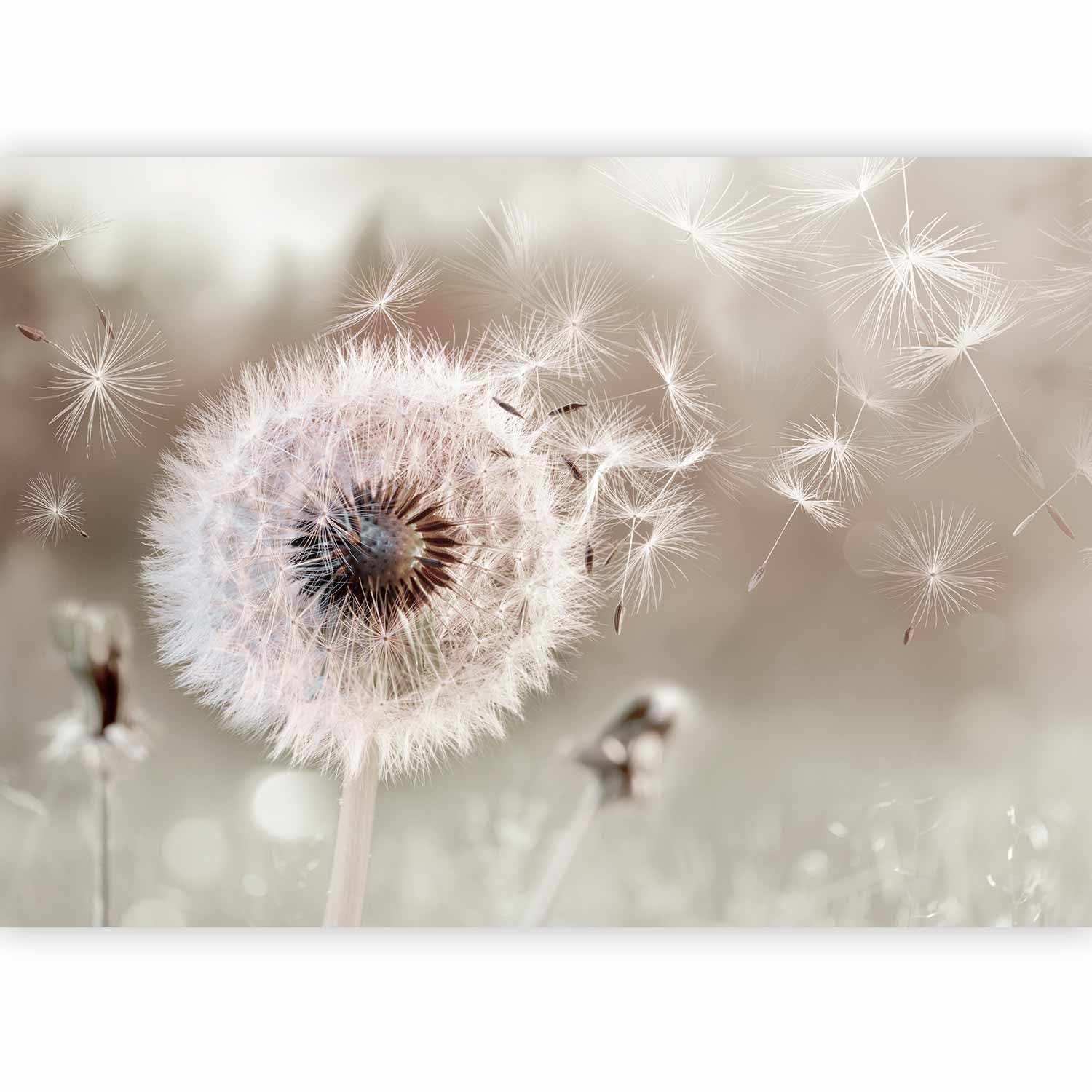 murando Fotomurales Dientes de león 300x210 cm XXL Papel pintado | tejido no tejido Decoración de Pared decorativos Murales moderna Diseno Fotográfico Flores Naturaleza Abstracto