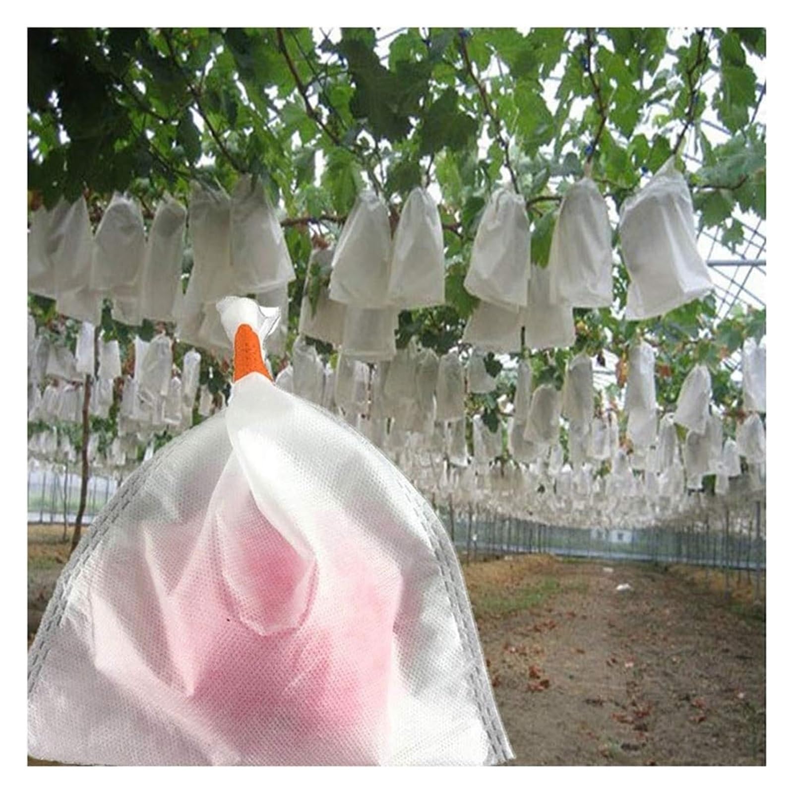 JFGCTYHXY Fruit protection bags, 50pcs/pack Garden Fruit Vegetable Grapes Mesh Bag Agricultural Against Insect Pouch Anti-Bird Grape Bags