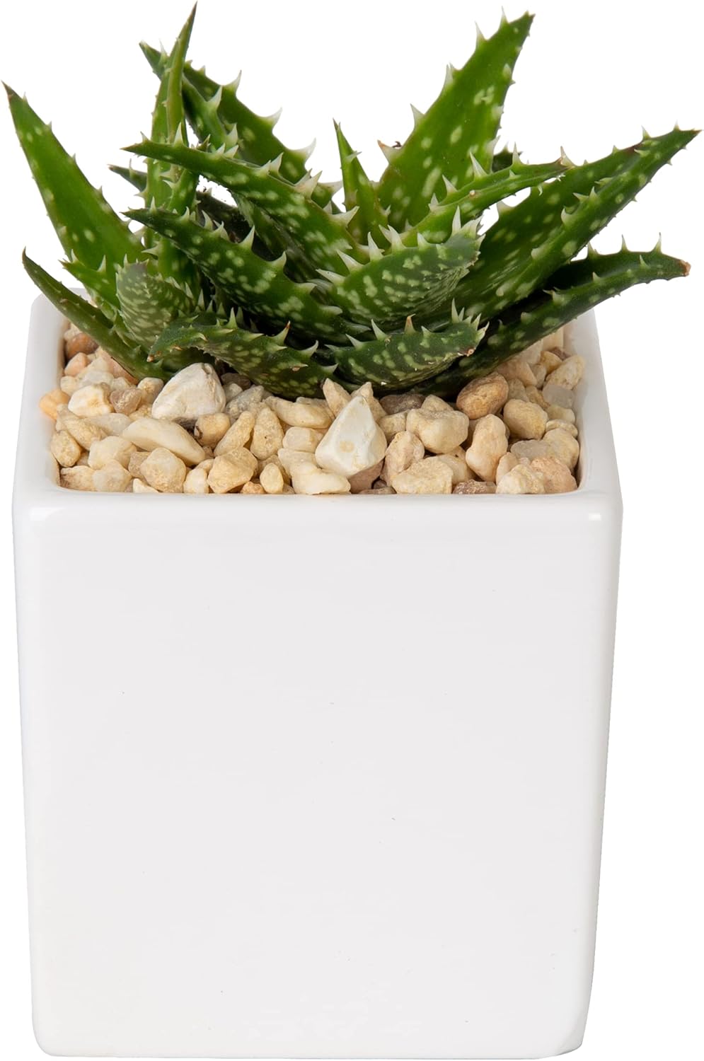 Costa Farms Aloe Vera Live Indoor Plant Fresh from Our Farm 7-Inches Tall, in White-Natural Décor Planter : Patio, Lawn & Garden