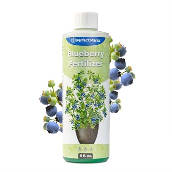 Perfect Plants Liquid Blueberry Fertilizer, 8 oz, Acidic Berry Plant Food | 8-8-8 formula gently lowers pH for raspberries, azaleas and hydrangeas, just 2 teaspoons per gallon lasts multiple seasons