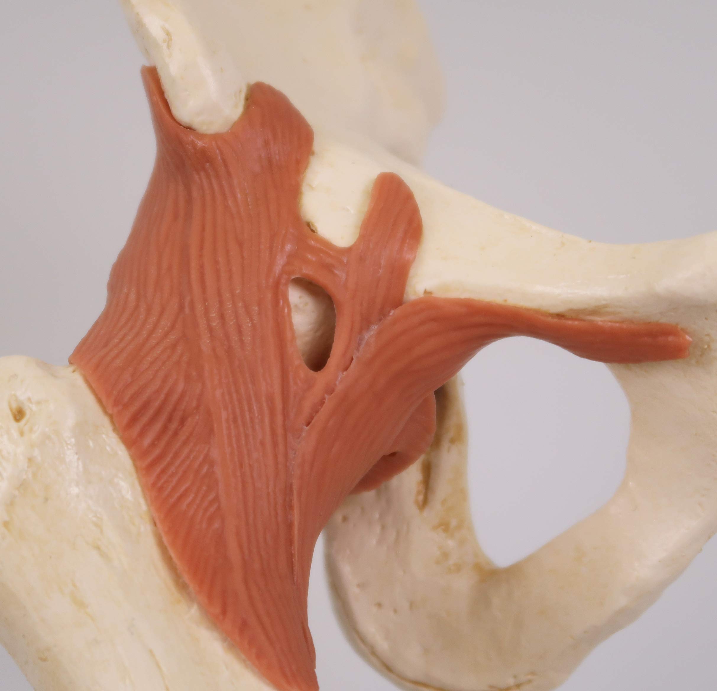 3B Scientific A81/1 Modello Funzionale di Lusso dell'Articolazione dell'Anca + software gratuito di anatomia - 3B Smart Anatomy