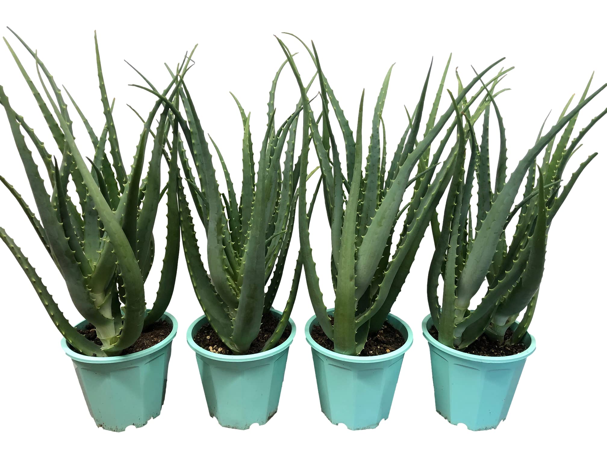 Amazon.co.jp: 無農薬アロエ【木立アロエ5号 4鉢セット】aloe 苗