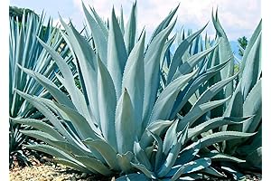 Agave Americana Century Succulent Cactus
