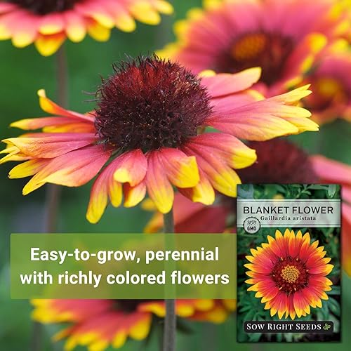 Miniatura 3 de Sow Right Seeds - Semillas de flores de manta para plantar - Paquete de semillas de reliquia sin OMG con instrucciones para plantar tu jardín -