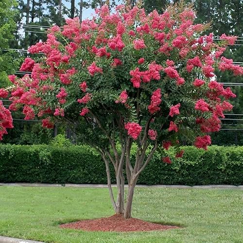 Miniatura 3 de Crape Myrtle Tuscarora  3 plantas vivas  Lagerstroemia Indica  Flores rojas vibrantes  Arbusto ornamental de rápido crecimiento  Tolerante a la