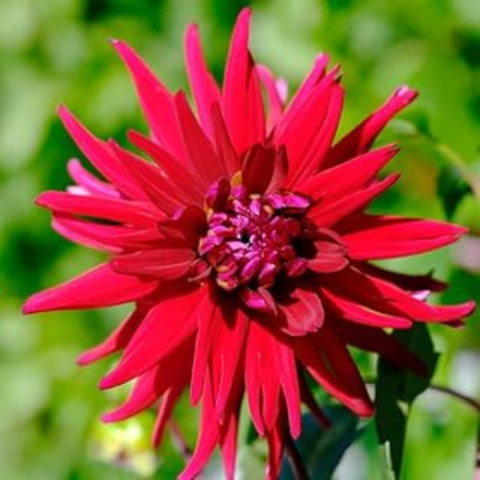 Dahlia for Planting Now UK Ornamental Display Perennial Good for Containers Natural Organic Plant Bulbs Greening Flower Easy Plant-2bulbs-A โ image 1