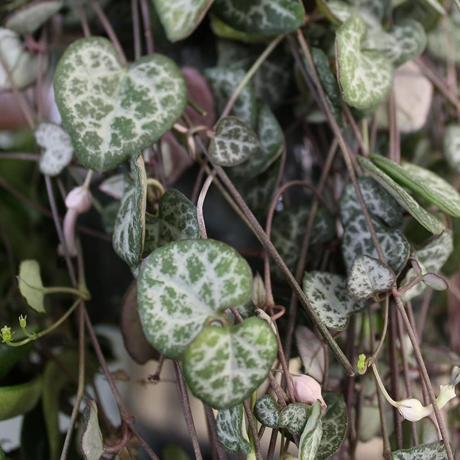 Carbeth Plants - Ceropegia linearis woodii - String of Hearts in 12cm Pot - Trailing Indoor Plant