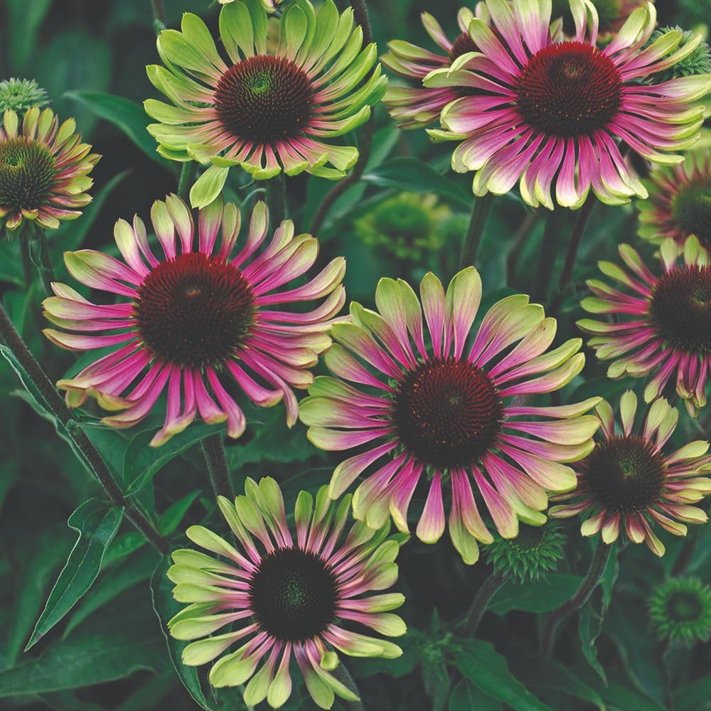 Echinacea 'Green Twister' – Hardy Perennial Coneflower – Unique Green and Carmine Blooms – Wildlife Friendly – Attracts Butterflies – 1x 9cm Pot by Thompson and Morgan