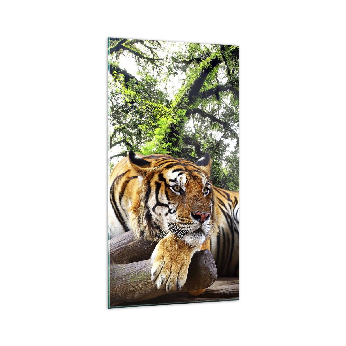 Vidrios decorativos 65x120cm Cuadro Sobre Vidrio Moderno Tigre Selva Descanso Grande Dormitorio Cocina Cuadros Pared Impresiones Decoracion Salon Impresión en Cristal Wall Art Prints GPA65x120-4166