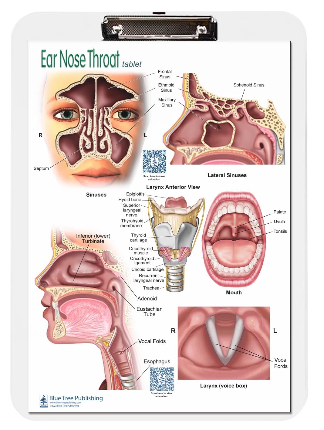 Amazon.com: Blue Tree Publishing Ear Nose Throat ENT Office Set