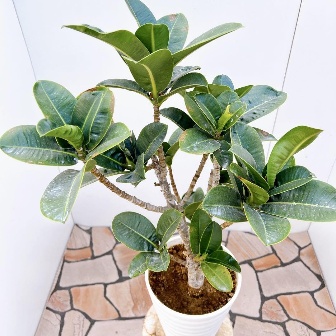 ゴムの木　ゴムノキ　フィカス　アポロ　アポロゴムノキ　観葉植物　観葉植物　塊根植物　多肉植物　ビザールプランツ　レアプランツ　ガーデニング　植物　グリーン　趣味　盆栽　葉　花　庭　草　インテリア　おしゃれ　飾り　園芸　 ゴムの木 ゴムノキ フィカス アポロ アポロゴムノキ 観葉植物 観葉植物