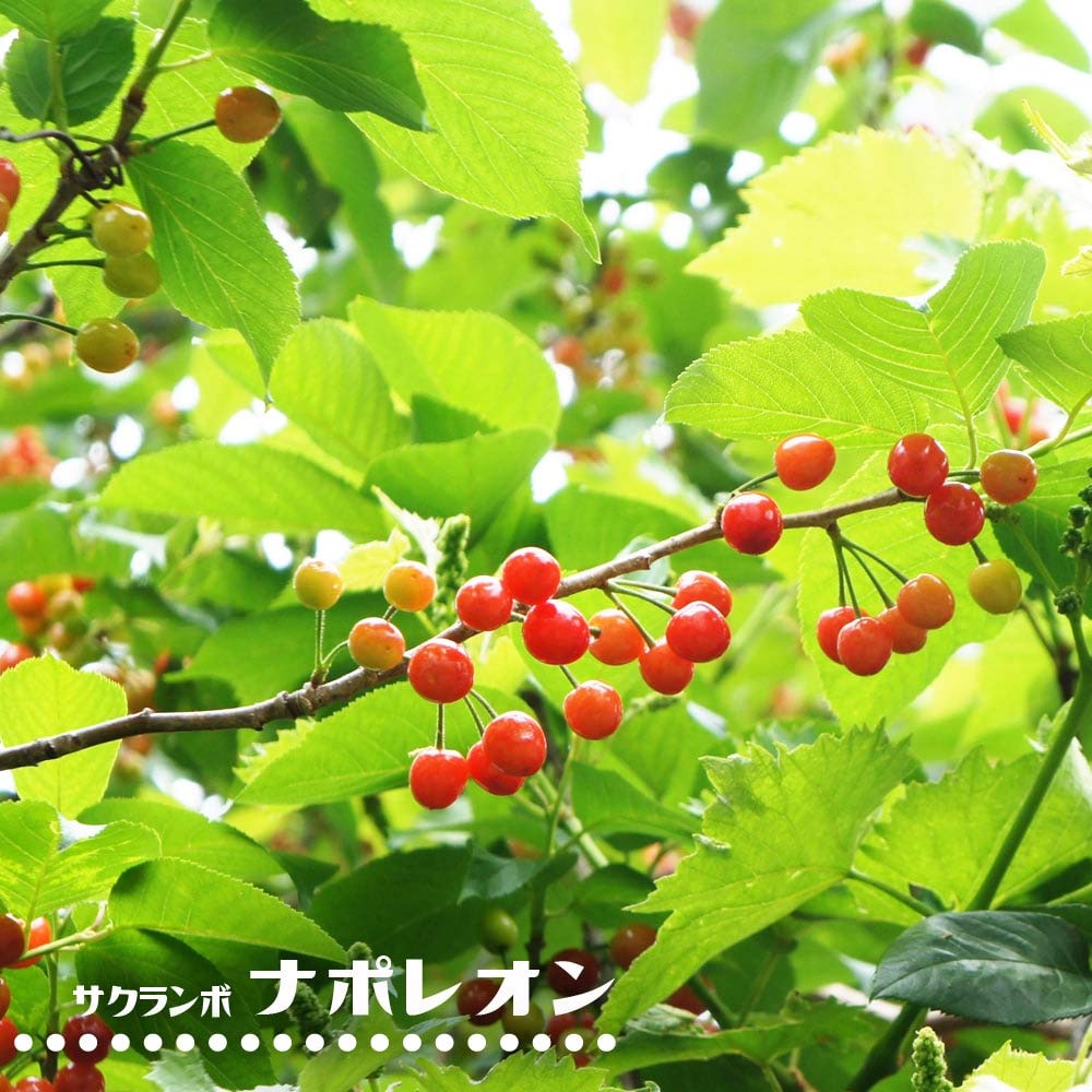 Amazon | さくらんぼ 【 ナポレオン 】 1年生 接ぎ木 苗 サクランボ