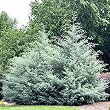 2 Carolina Sapphire Arizona Cypress Trees - 6-12" Tall Live Plants - Quart Pots - Blue Cypress Evergreen Seedlings - Cupressus arizonica VAR. glabra 'Carolina Sapphire' - Image 1
