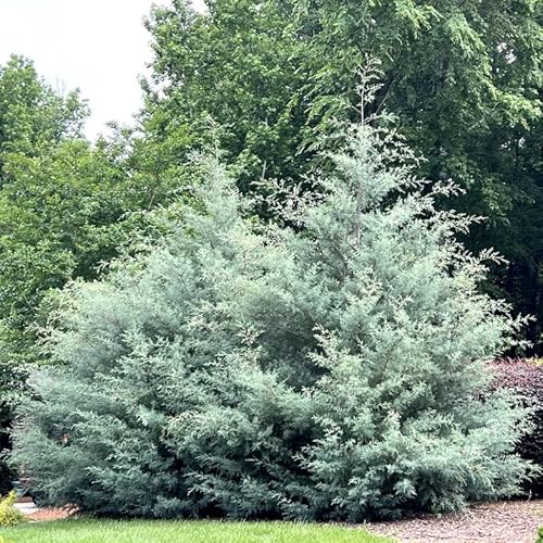 2 Carolina Sapphire Arizona Cypress Trees - 6-12" Tall Live Plants - Quart Pots - Blue Cypress Evergreen Seedlings - Cupressus arizonica VAR. glabra 'Carolina Sapphire'