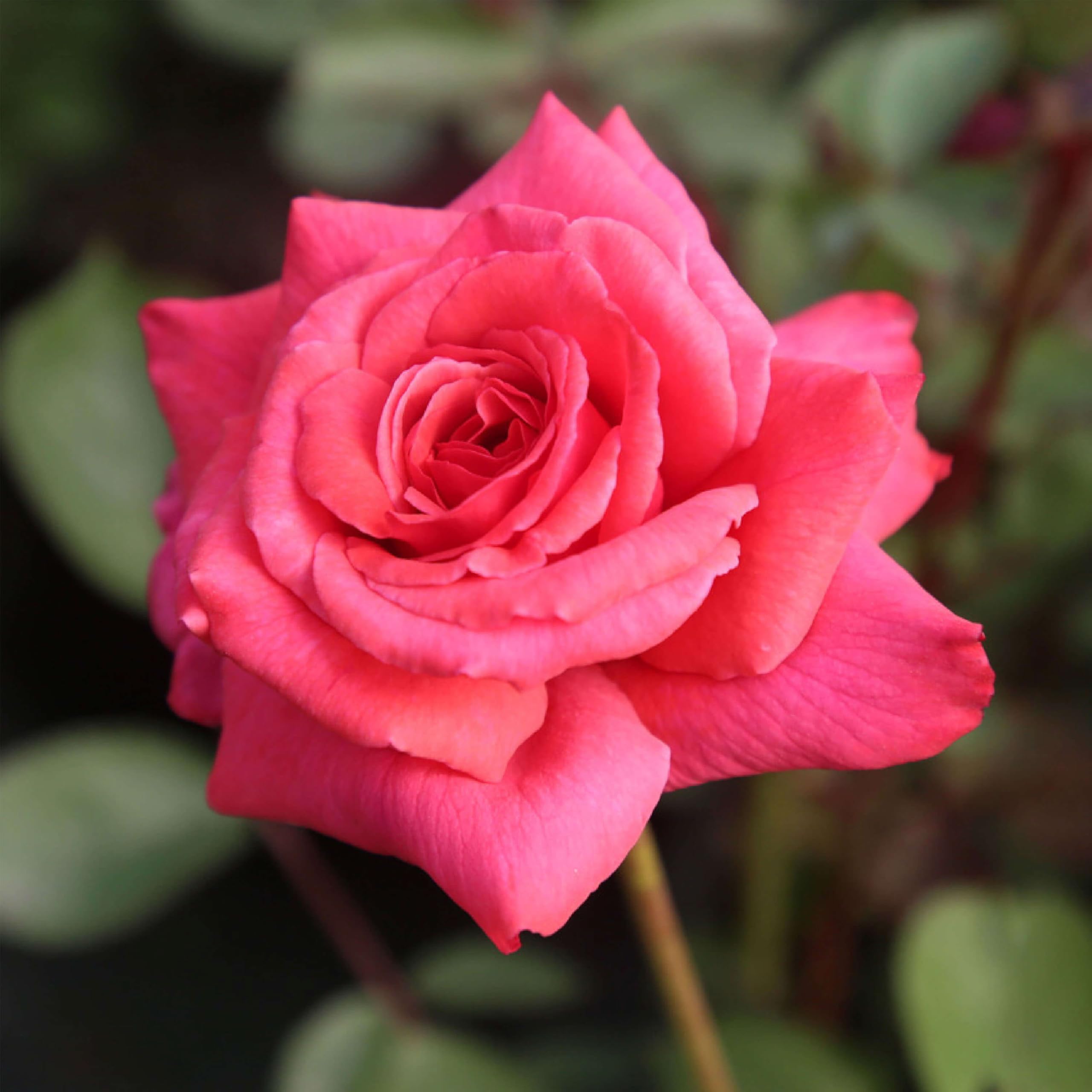 Heirloom Galway Bay Climbing Rose