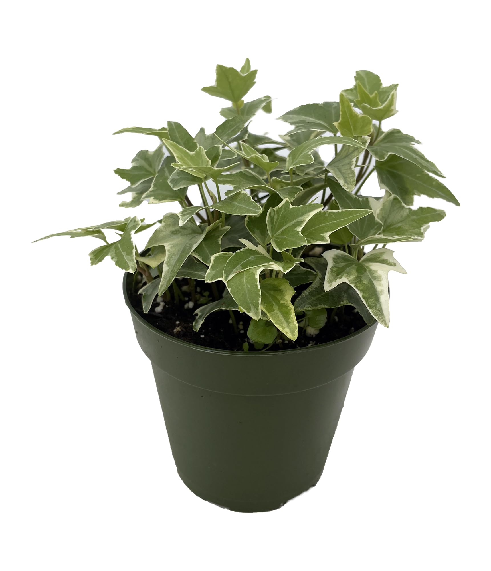 Amazon.com : Glacier English Ivy - Hedera - 4" Pot - : Patio, Lawn & Garden