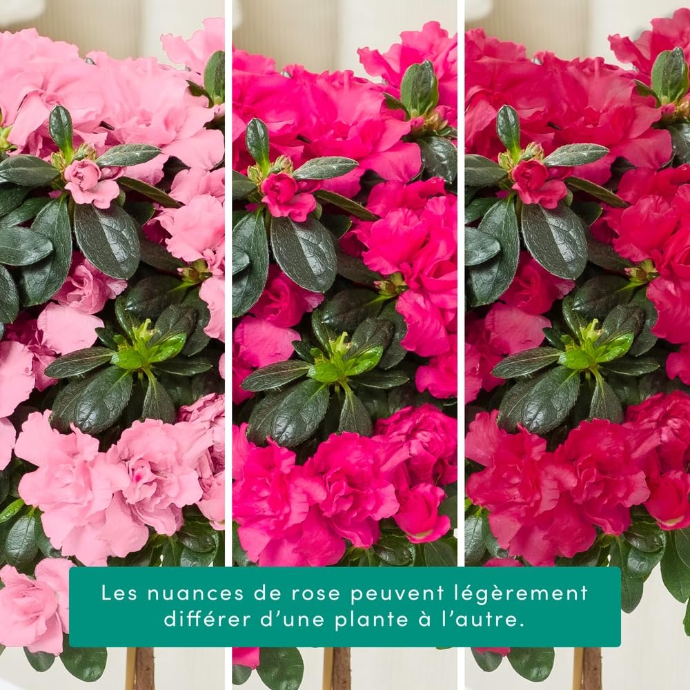 Azalée Tige Rose avec Cache Pot 45/50 cm Fleurs Fraiches Plante Florissante Cadeau Mamie