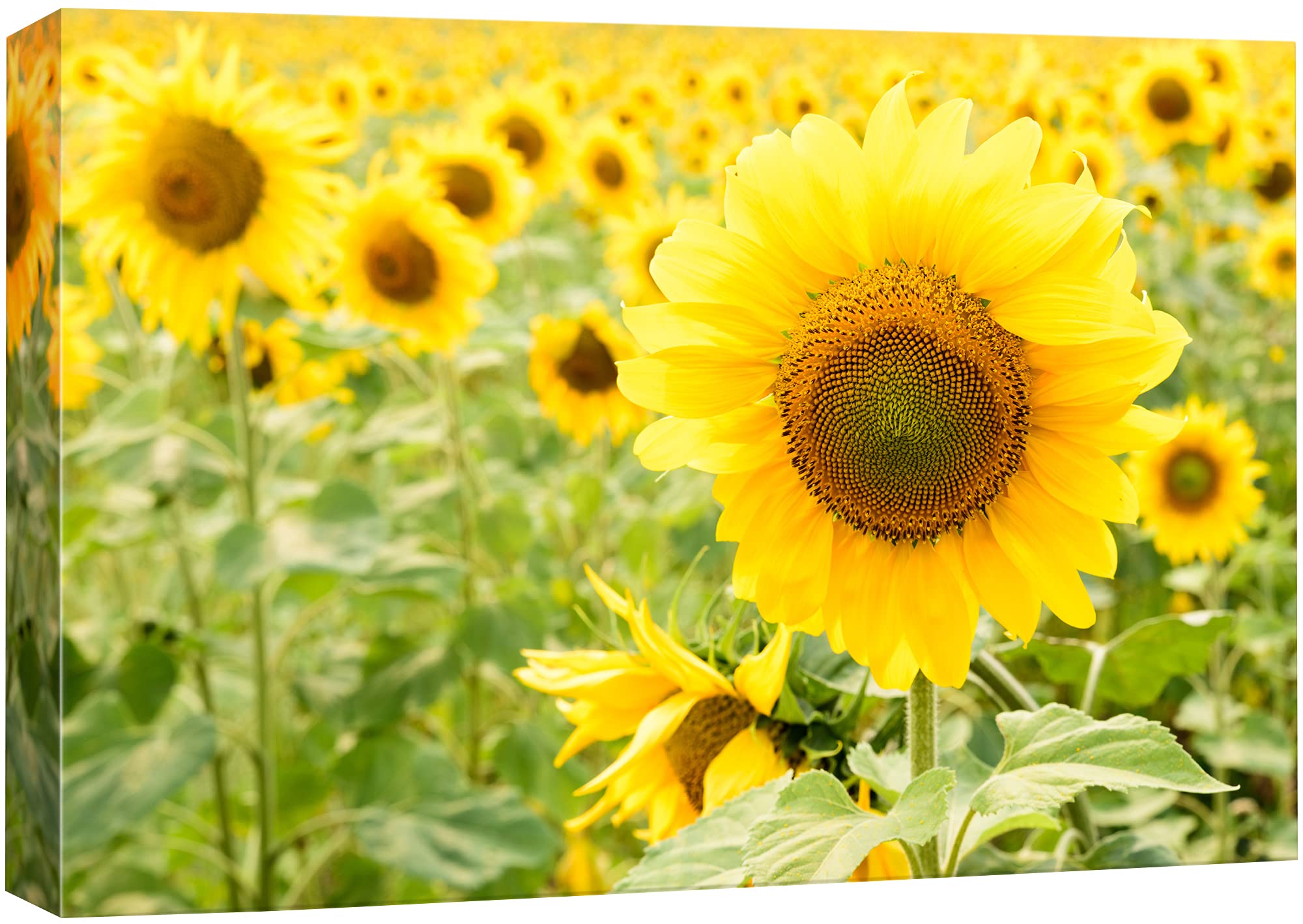 SIGNFORD Canvas Print Wall Art Yellow Sunflowers in The Field Floral Plants Photography Realism Contemporary Scenic Colorful Multicolor Ultra for