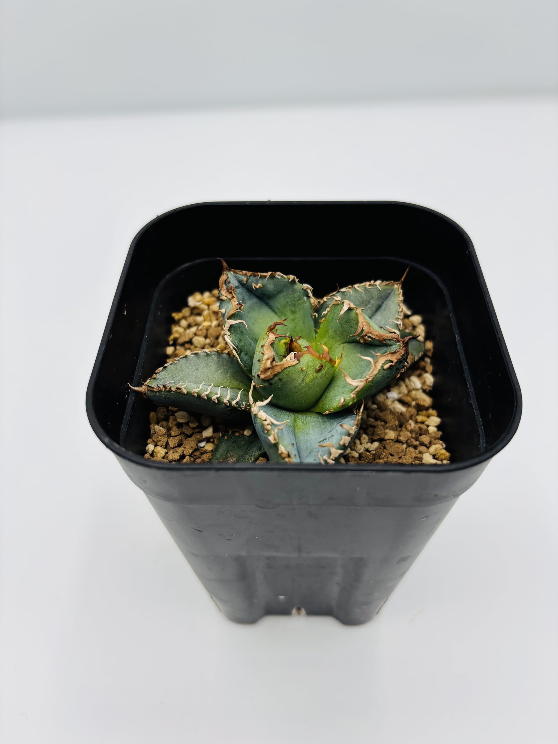 Amazon｜アガベ チタノタ 冰雹/Agave titanota 'Cheetah'/観葉植物