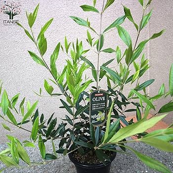 オリーブの大苗 Amazon.co.jp: オリーブの木 【オリーブ苗木 3.5号 品種おまかせ
