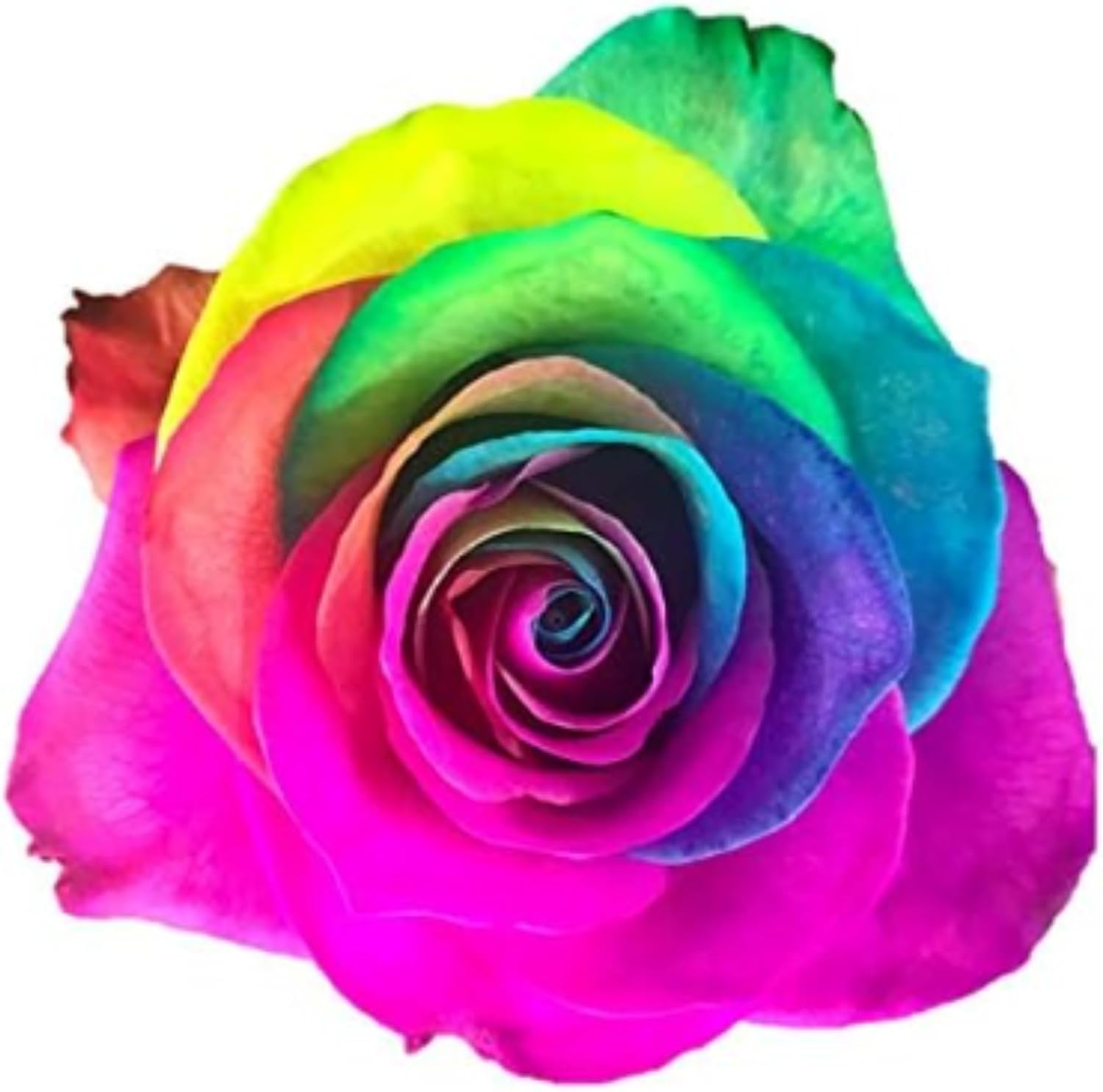 Farm Direct Fresh Rainbow Roses | 12 Rainbow Roses + Vase