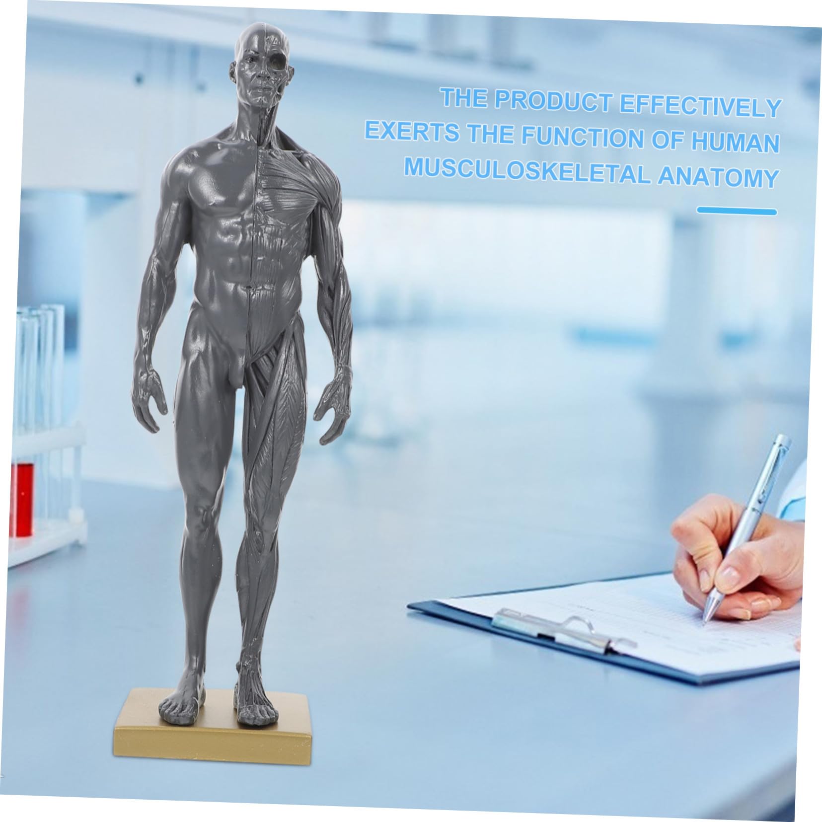 ULTECHNOVO Modèle Anatomique de Muscles du Corps Humain en Résine pour Étudiants, Instrument D’enseignement et Affichage D’apprentissage, pour Écoles et Laboratoires Couleur Aléatoire