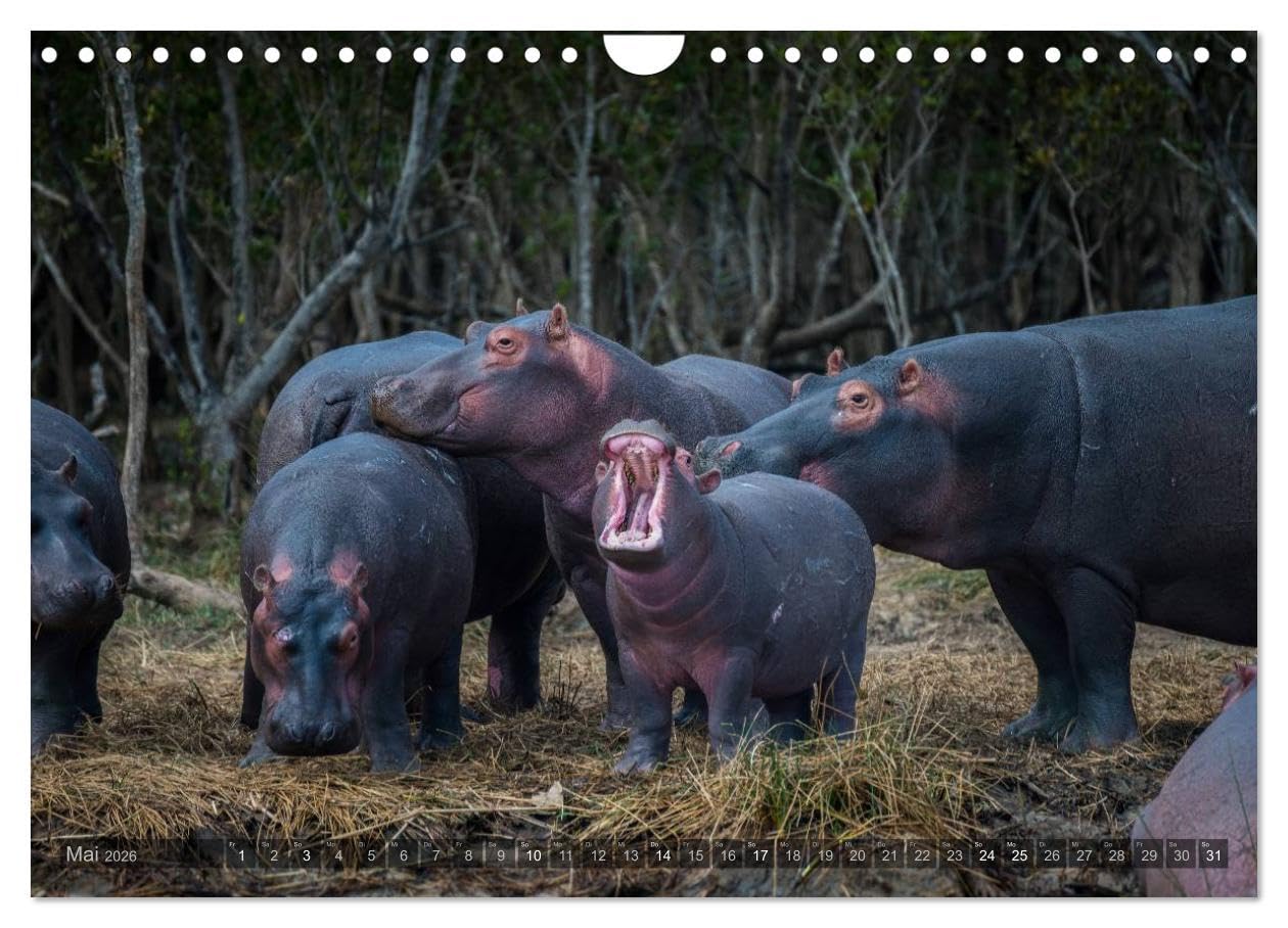 Südafrika - Die Tierwelt (Wandkalender 2026 DIN A4 quer), CALVENDO Monatskalender: 12 wunderschöne Tieraufnahmen aus Südafrika von dem Fotografen und Grafik-Designer Olaf Bruhn (CALVENDO Natur)