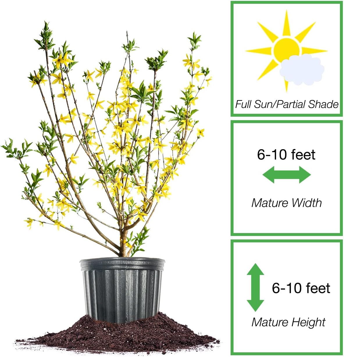 PERFECT PLANTS Lynwood Gold Forsythia Shrub 3 Gallon | Live Shrubs for Outdoor Planting | Fast Growing & Provides Privacy | Gorgeous Yellow Flower in Spring