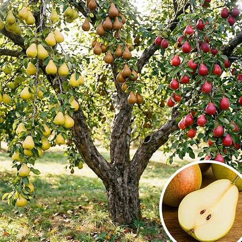 Pear Seeds for Planting (30+ Seeds) - Non-GMO Heirloom, Sweet & Juicy Fruit - Perfect for Home Garden