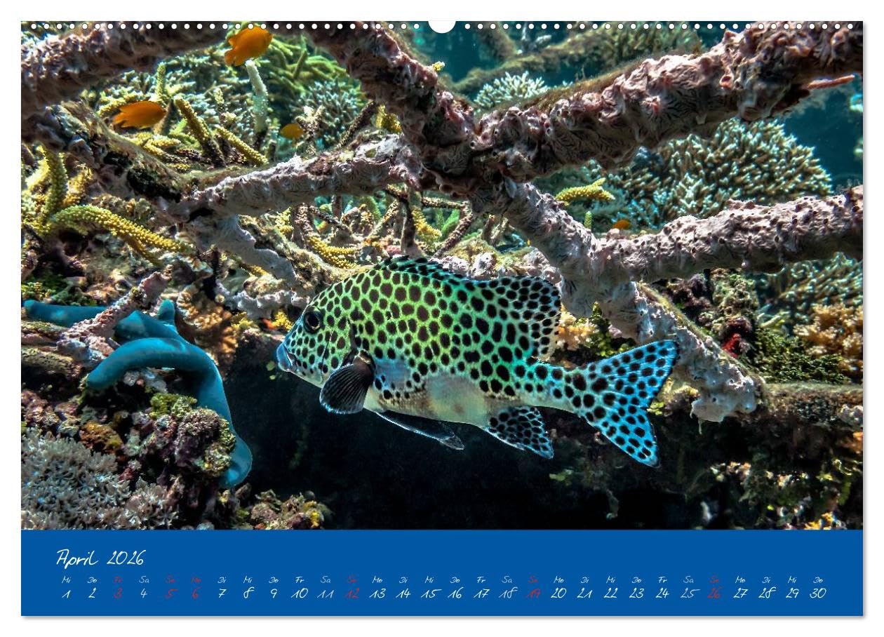 Meer sehen - Abenteuer Tauchen (Wandkalender 2026 DIN A2 quer), CALVENDO Monatskalender: Faszinierende Unterwasseraufnahmen von den Bewohnern tropischer Korallenriffe
