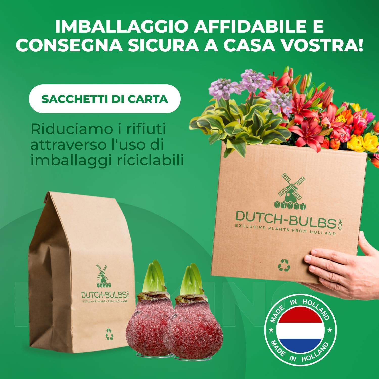 Bulbi di Amaryllis Cera Glitter Rosso