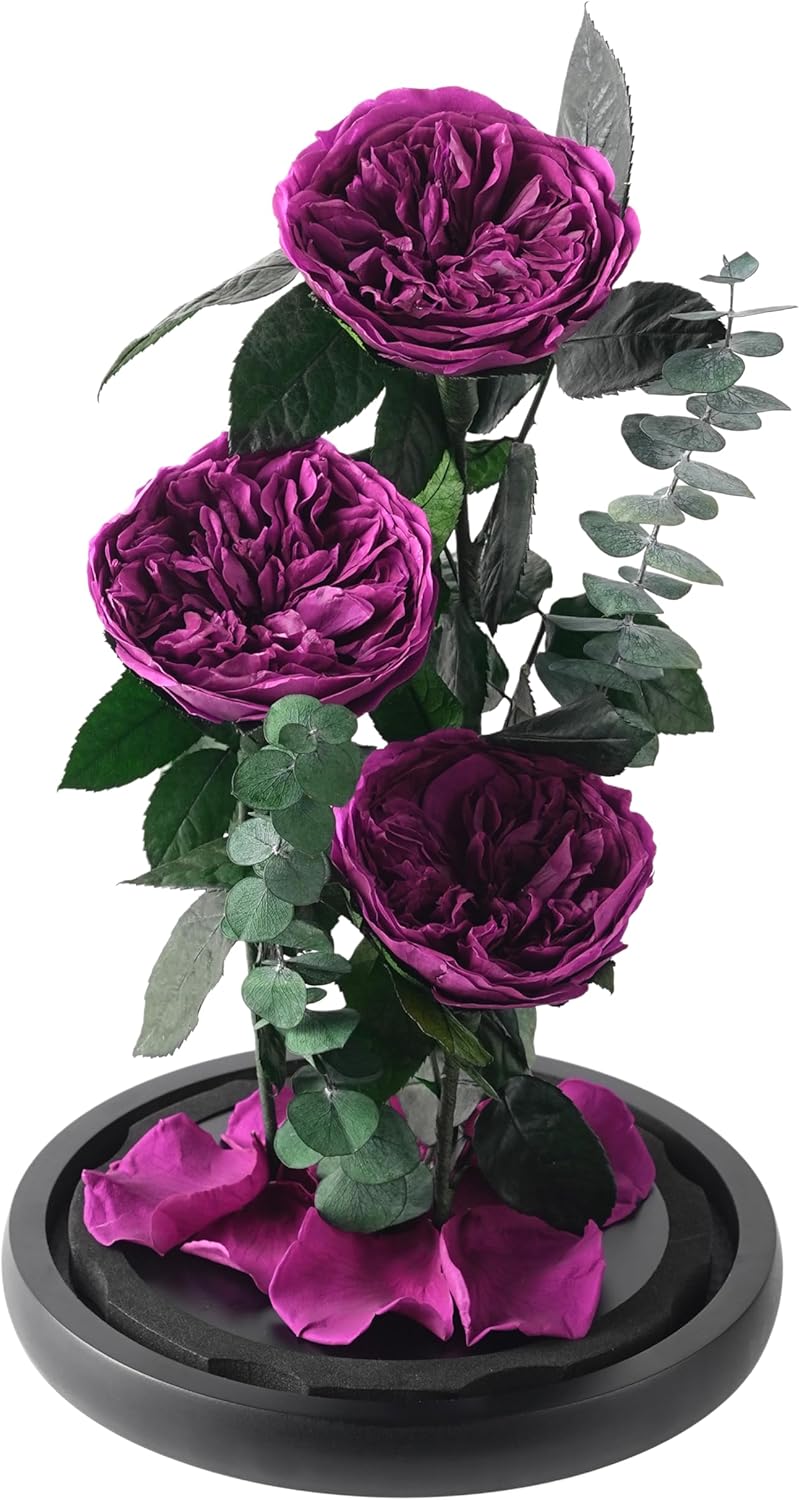 Handmade Preserved Real Austin Rose in Glass Dome Never Withered Natural Rose for Her Valentine's Mother's Day Birthday (Rosy)