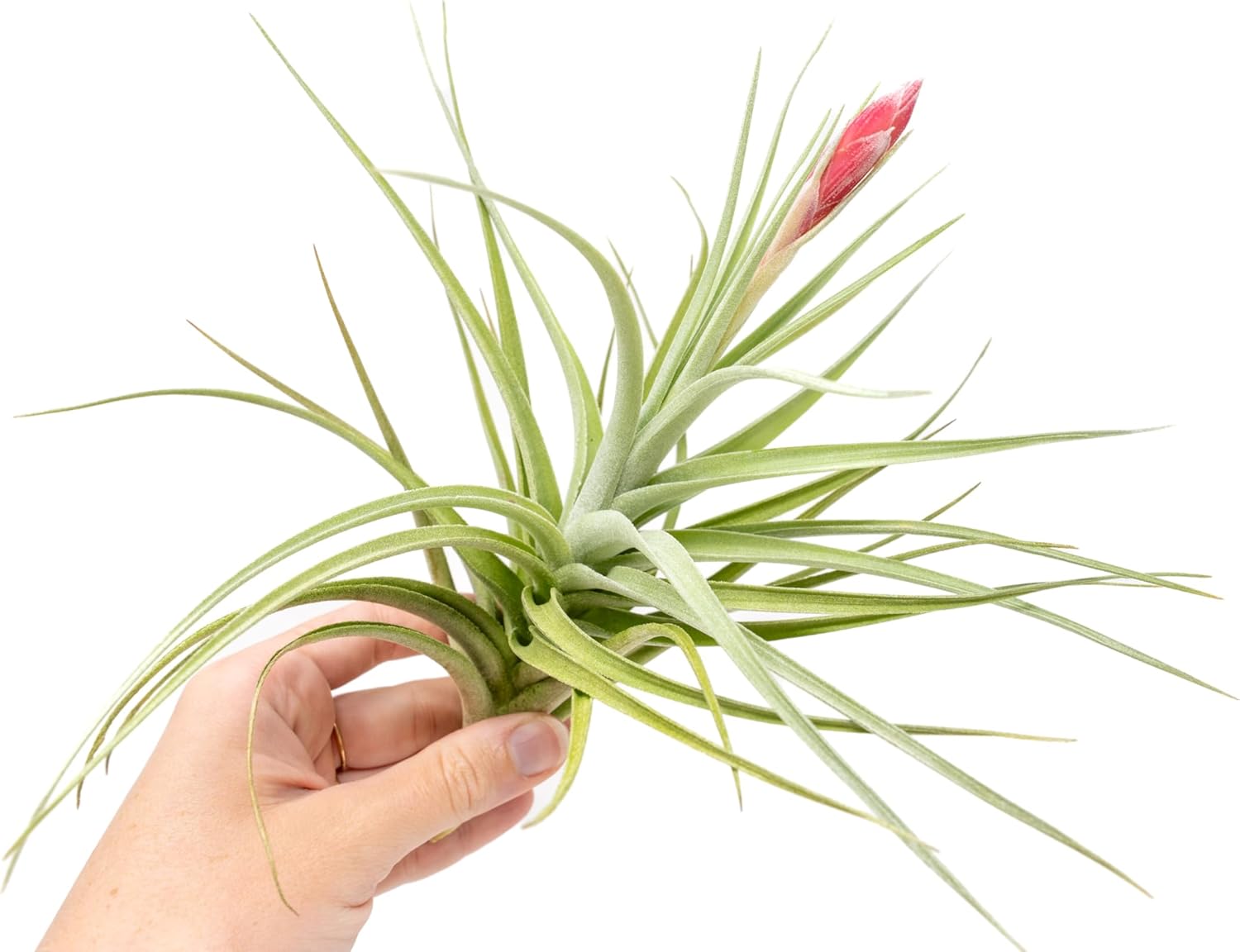 Tillandsia Leonamiana Air Plant - Wholesale and Bulk - Succulents - Live Tillandsia - Easy Care Indoor and Outdoor House Plants (Set of 3)