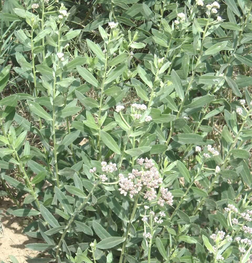 Plantzoin Rasna Phaar Pluchea lanceolata Rashna Live Plant (B09V1M6T6Z) Amazon Price History, Amazon Price Tracker