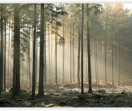 artgeist Wall Mural Forest 154x122 in - Peel and Stick Self-Adhesive Wallpaper Removable Large Sticker Foil Wall Decor Print Picture Design Image Nature Tree Botanical 100403-192