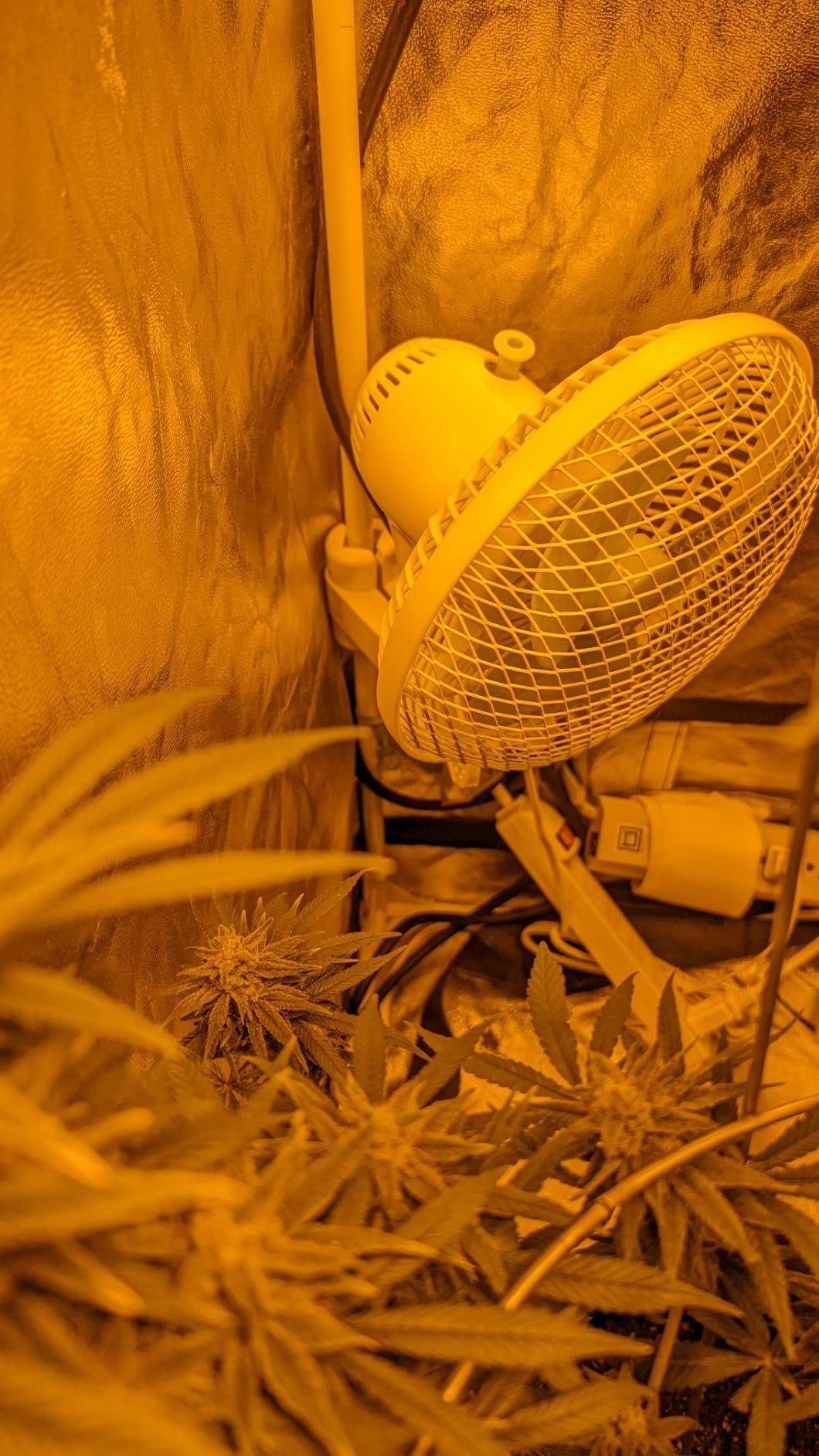 9/mo Finance blessny 6 Inch Oscillating Grow Tent Clip on Fan for