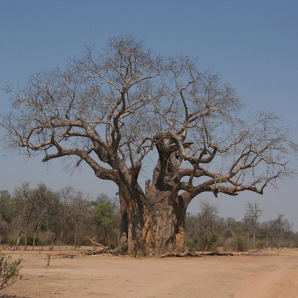 Plant World Seeds - Baobab Tree (Adansonia Digitata) Seeds (Exotic Tree & Shrub Seeds)