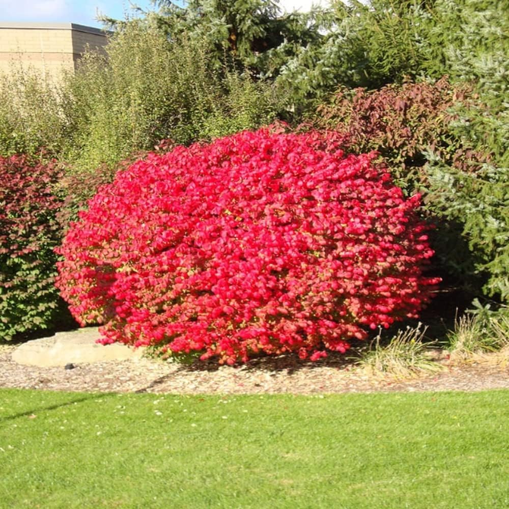 Burning Bush Live Plant in 4 Inch Pot Burning Bush Shrub