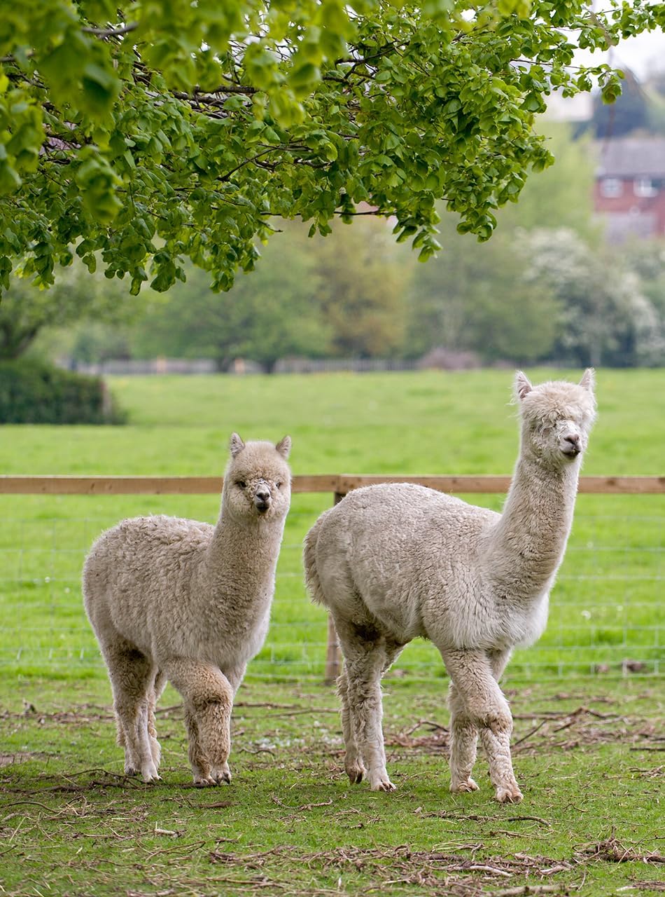 WARRIOR ALPACA SOCKS - Everyday Warrior Collection - All-Purpose Alpaca Socks - Daily Wear for Every Season - Image 6