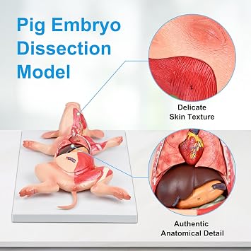 JNMFTD Pig Anatomy Model,Life Size 10 Part Fetal Pig Animal Anatomical Removable Stomach Liver Heart Intestine Skin Muscle with Product Manual Card for Medical Educational Training Scientific