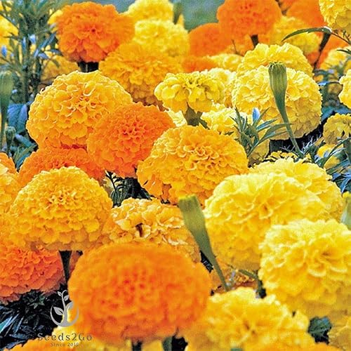 2000 Semillas de caléndula africana 'Crackerjack Mix', por Seeds2Go